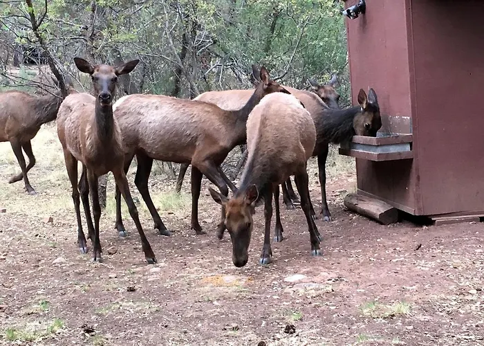 Holiday home Getaway Near To Pine, Arizona That Is Perfect For A Family Vacation *